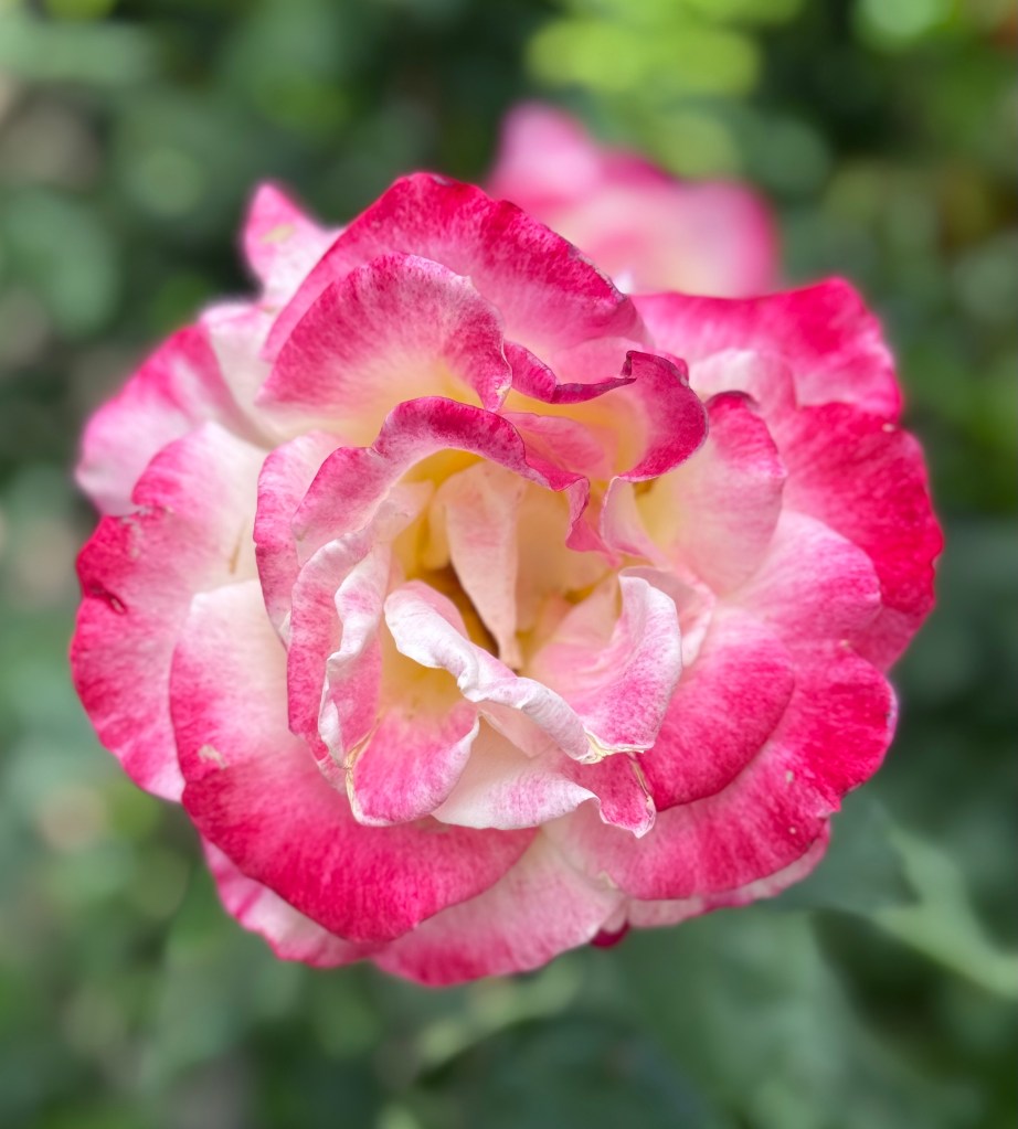 Roses in our garden.