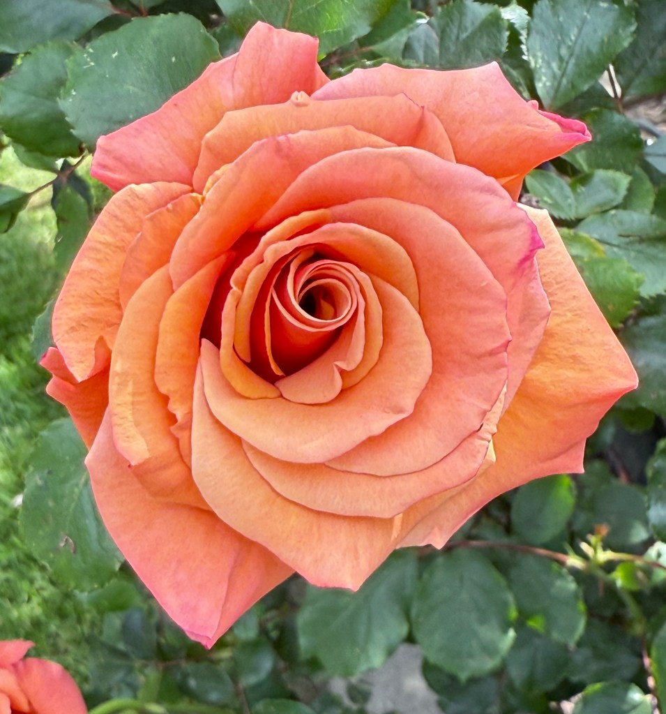 Roses in our garden.