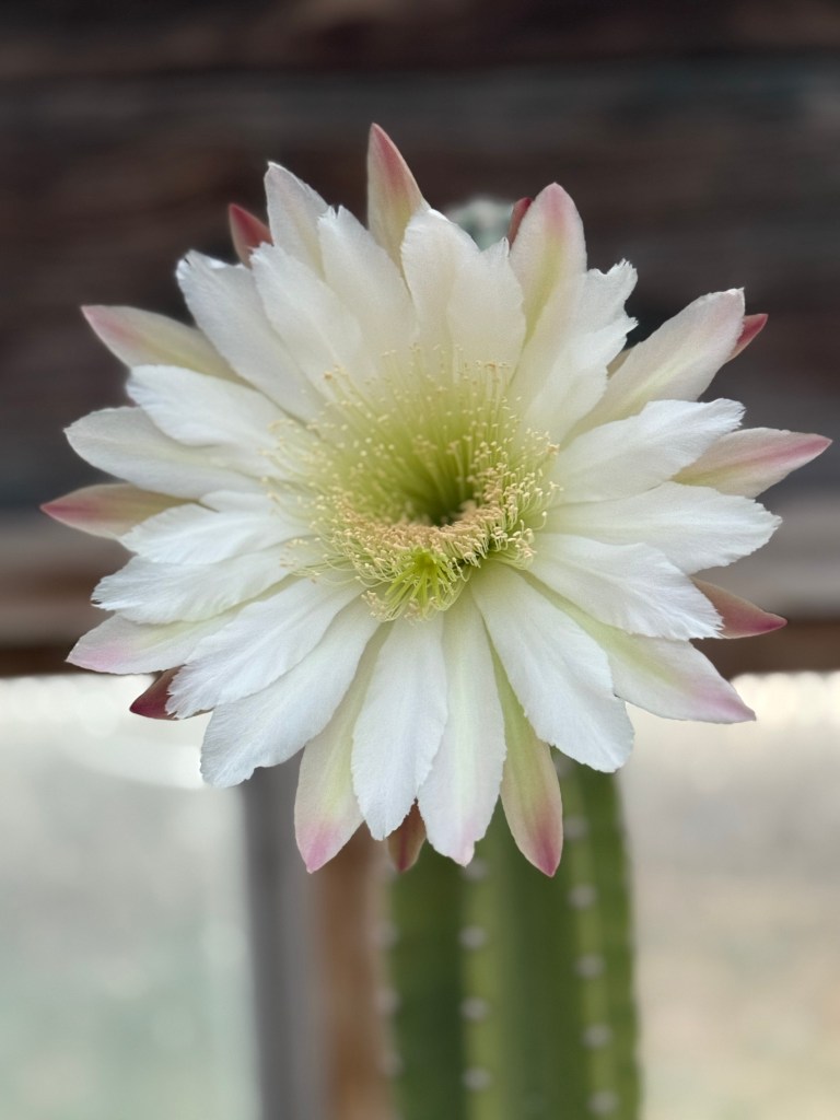 She blooms again. 6/21/25.