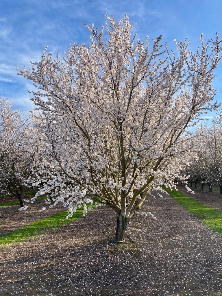 Our Almond trees.